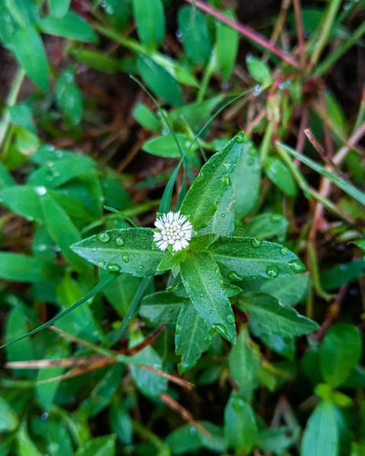 Bhring Leaf