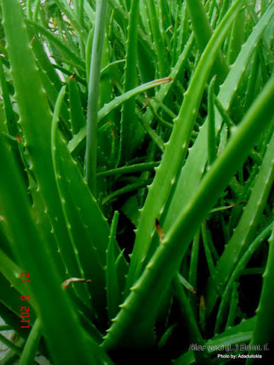Kumari Leaf