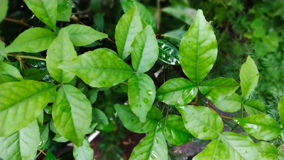 Belpatra